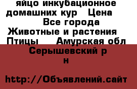 яйцо инкубационное домашних кур › Цена ­ 25 - Все города Животные и растения » Птицы   . Амурская обл.,Серышевский р-н